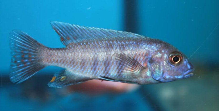 Псевдотрофеус-зебра