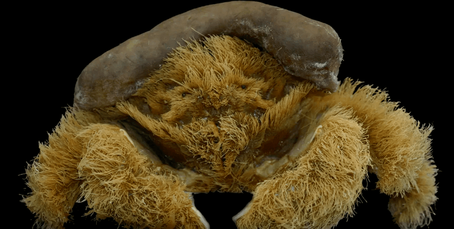 кудлатий краб, чорний фон, фото