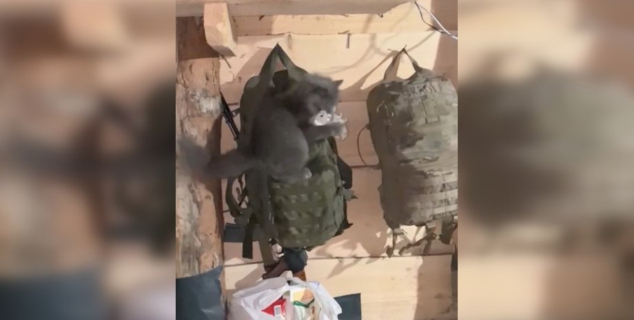 Котенок с мышью, комическое видео с котом, видео с TikTok, видео с тик ток с котом, видео с тикток, комическое видео, видео кот и мышь, кот ВСУ, кот военная Пуля, котенок видео ТикТок