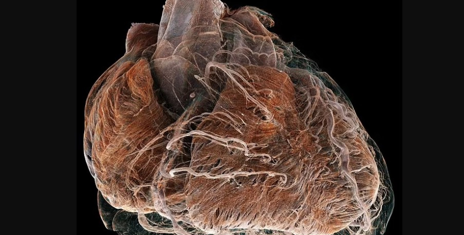 Ученые заглянули в самое сердце человека человек, сердце человека