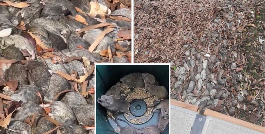 Щурі в Карумбі, Австралія, Квінсленд, щуряча чума, гризуни, надзвичайна ситуація