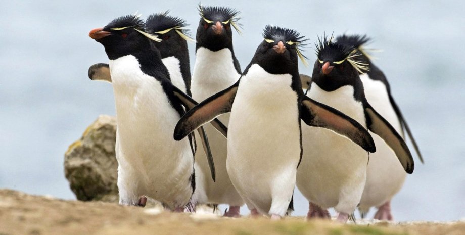 Хохлатые пингвины / Фото: suggestkeyword.com