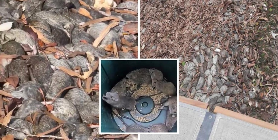 Містечко Карумба заполонили щурі Щурі в Карумбі, Австралія, Квінсленд, щуряча чума, гризуни, надзвичайна ситуація