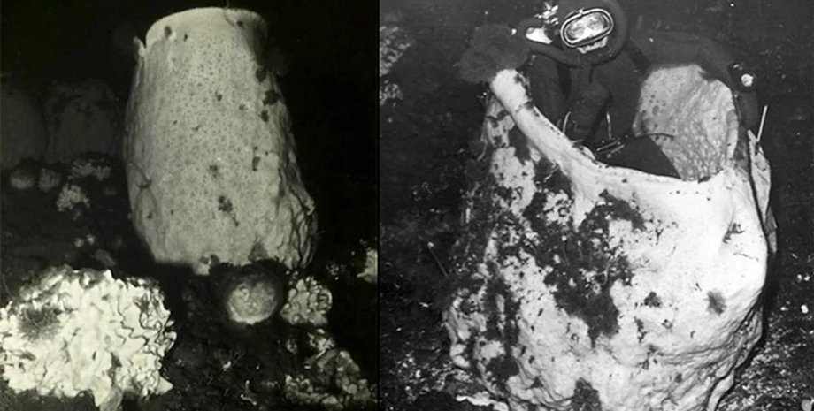 губка, морська губка, вулканічна губка, вулканічна губка