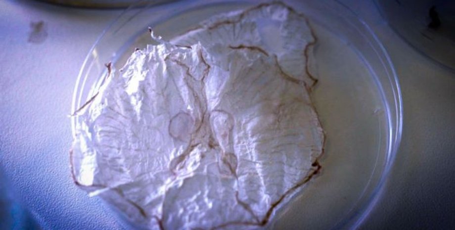 Фото: Anders Boe/SDU