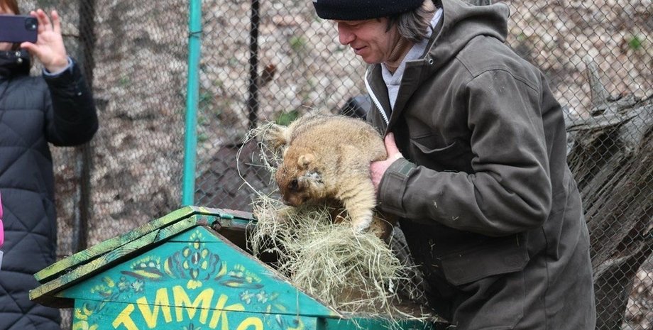 День сурка, прогноз Сурка, сурок Тимка, сурок, сурок, с Днем сурка, день сурка 2024, 2 февраля, сурок 2024, сурок проснулся