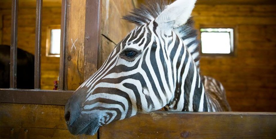 Фото: feldman-ecopark.com