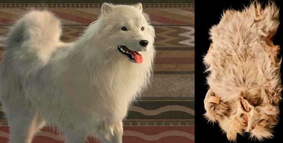 собаки, шерсть, історія, зниклий вид, порода собак, пряжа, текстиль, Саліш, узбережжя, Північна Америка, походження, ДНК, історія, виробництво, племена