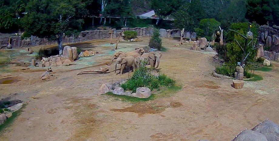 поведение слонов