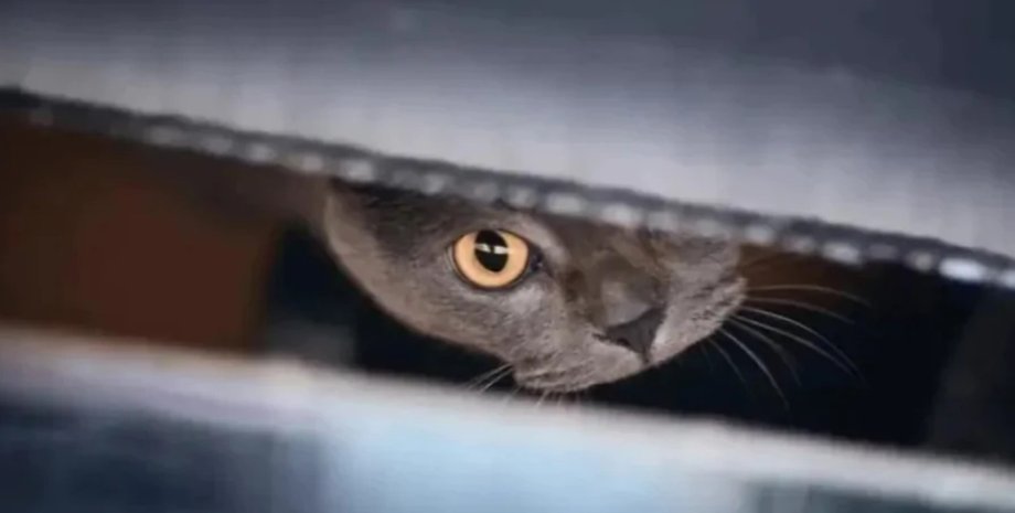 кот Шредингера