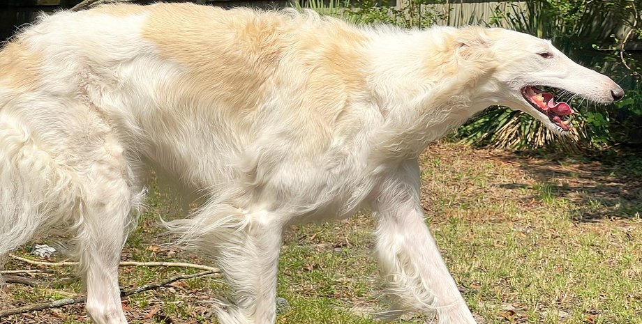 Эрис, борзая, порода собак