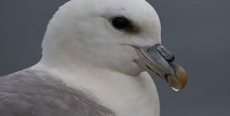 буревісник , птах буревісник