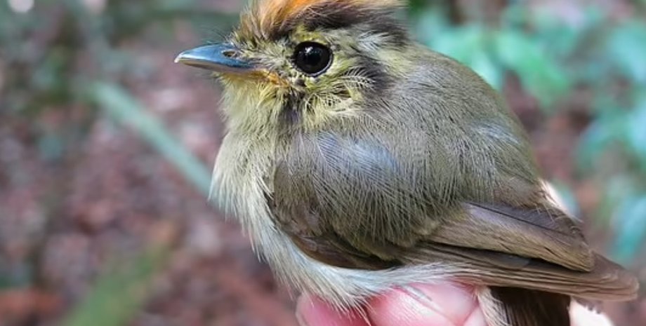 Золотоголовий ширококлювий мухоїд, Golden-crowned Spadebill, Platyrinchus coronatus