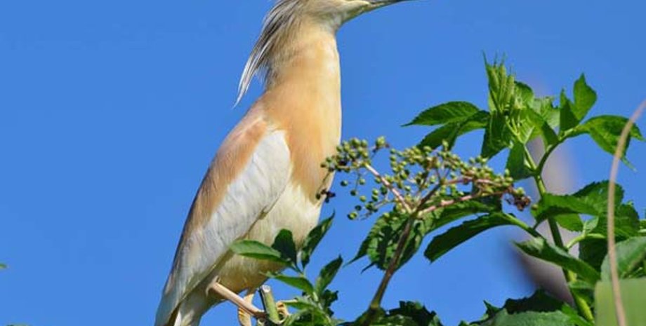 Редкая желтая цапля / Фото: dv-gazeta.info