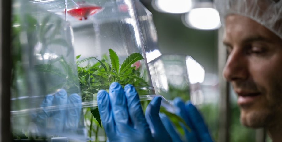 медицинский каннабис, принятие закона, лечение, Украина, пациенты