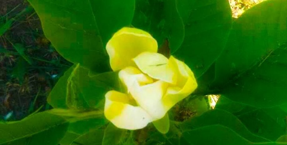 Фото: КП УЗН Печерского района