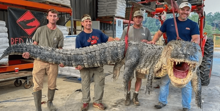 Величезний алігатор, алігатор, полювання на алігаторів, рекорд штату, рекорд, витягли з річки, породження кошмарів, мисливці