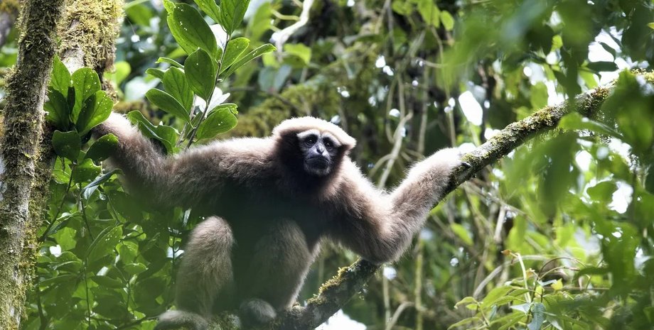 гібони, гібони скайвокера