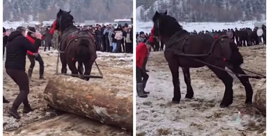 На Ивано-Франковщине во время конных соревнований избивали животных Прикарпатье лошади фестиваль избиение