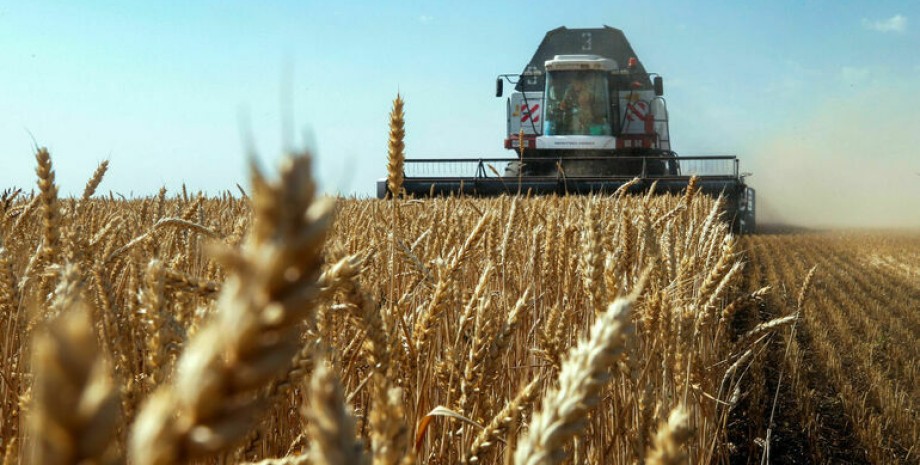 В РФ решили вывозить зерно из оккупированных территорий, чтобы кормить  россиян (фото)