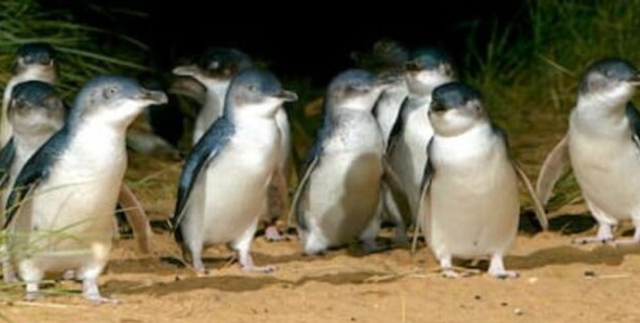 исследования, животные, спаривание животных, размножение животных, спаривание пингвинов, пингвины, пингвины, природа