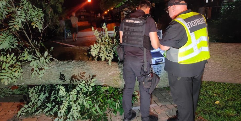 київ, впало дерево, парк шевченка, в центрі києва впало дерево
