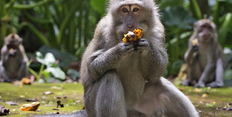 случаи заболевания оспой обезьян.Оспа обезьян.обезьянья оспа,