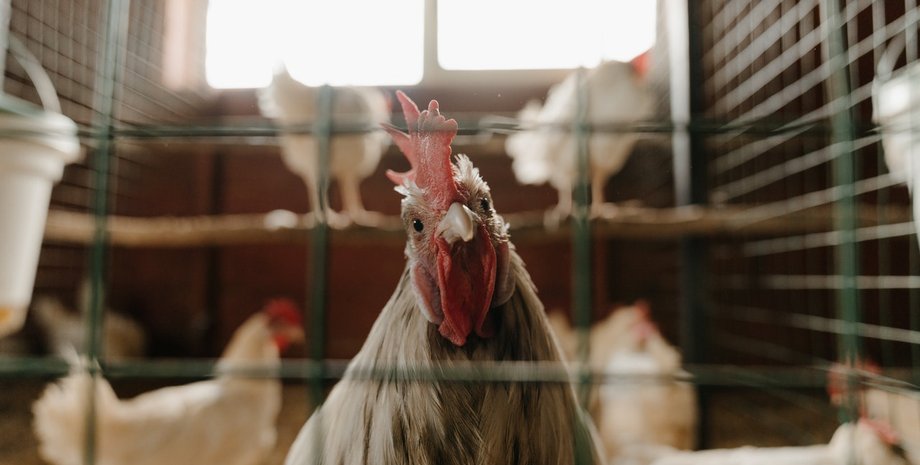 пташиний грип, вірус, поширення, пандемія, епідемія, H5N1, вірус, діагноз