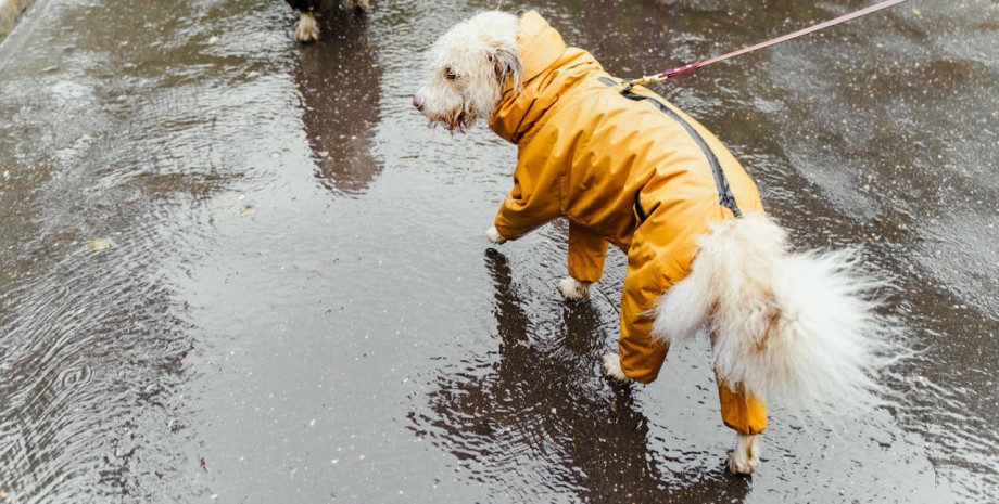 Пес на прогулянці пес, дощ, собака