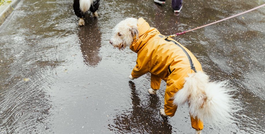 пес, дощ, собака
