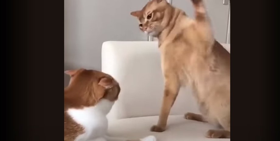 коты дерутся, коты мемы