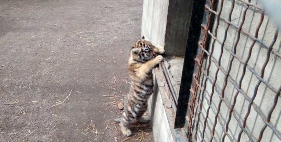 Фото: omr.gov.ua