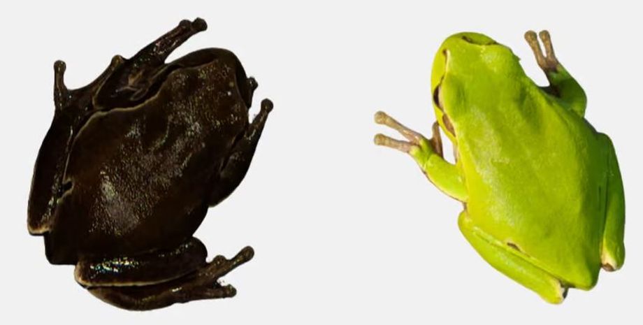 жаби, жаби чорнобиль