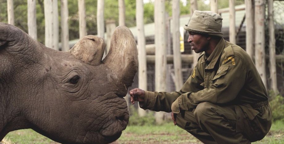 Фото: twitter.com/OlPejeta