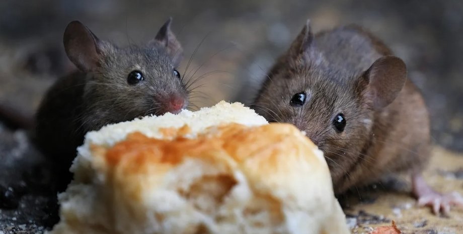 крысы, еда, мыши похудение