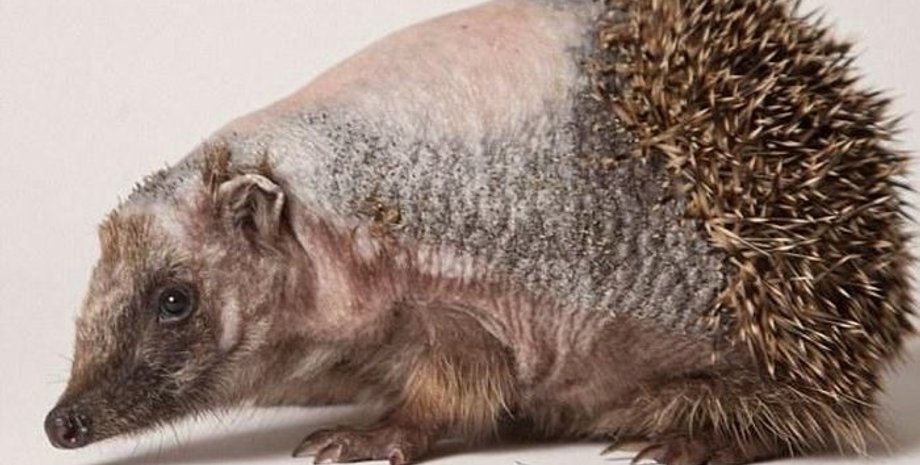 Иллюстративное фото: Sivator.com