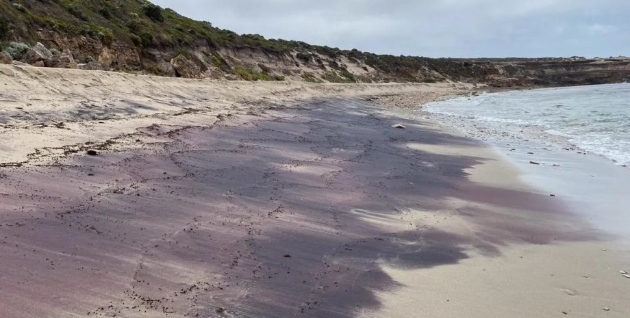 австралия, розовый пляж, розовый пляж австралия