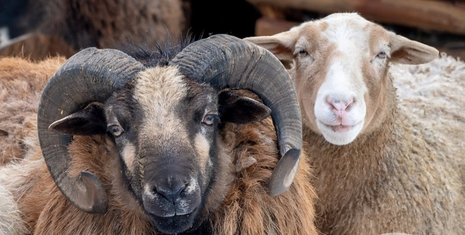 Овцы, Одесский зоопарк, фото