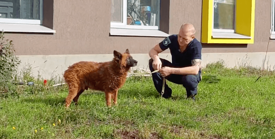 пес крим, дніпро, удар по дніпру, собака