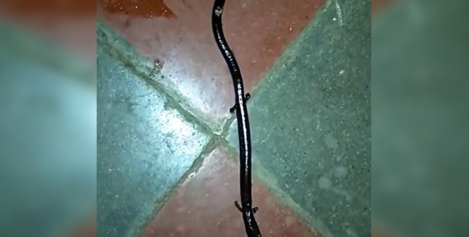 черв'як-саламандра, червоподібна саламандра