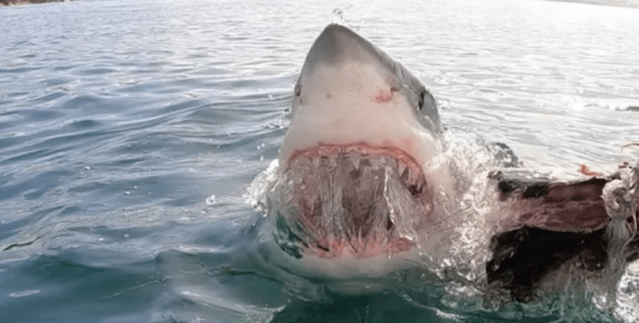 белая акула атакует наживку