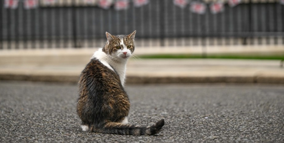 кот Ларри, даунинг стрит, резиденция премьер министра, главный мышелов