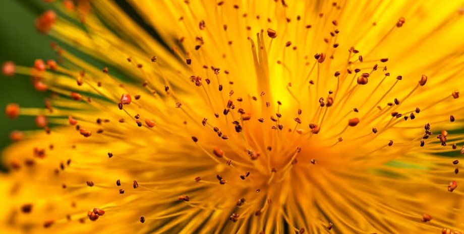 рослина, квіти, запилення, запилення квітів