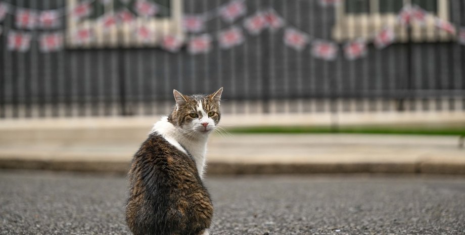 кот Ларри, даунинг стрит, резиденция премьер министра, главный мышелов