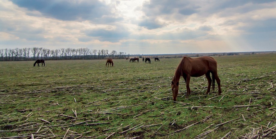 Фото: Александр Шульман