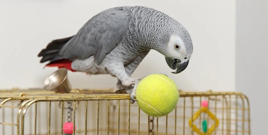 серый попугай африканский серый попугай