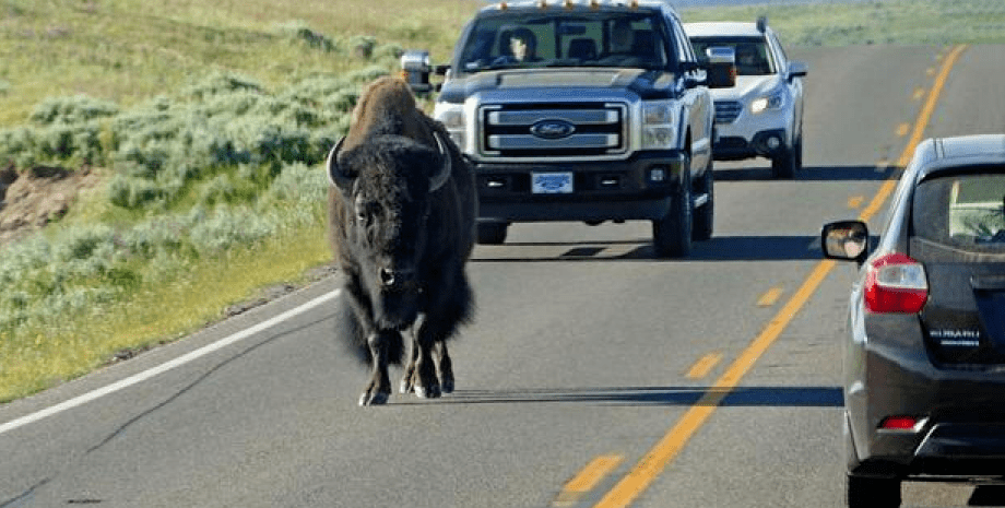 Бизон, турист дразнил бизона, пьяный турист, наглый турист, огромный бизон, дикое животное, бизон на дороге, дорога,