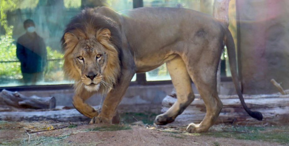Лев у зоопарку, небезпечний звір, тварини, лев у вольєрі, стажиста замкнули з левом, людина у вольєрі з левом, стажист потрапив у клітку до лева
