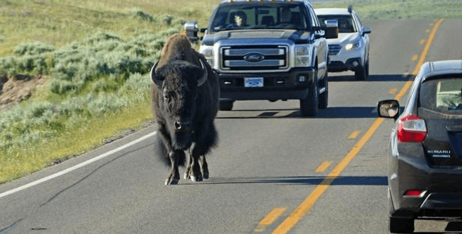 Бизон, турист дразнил бизона, пьяный турист, наглый турист, огромный бизон, дикое животное, бизон на дороге, дорога,