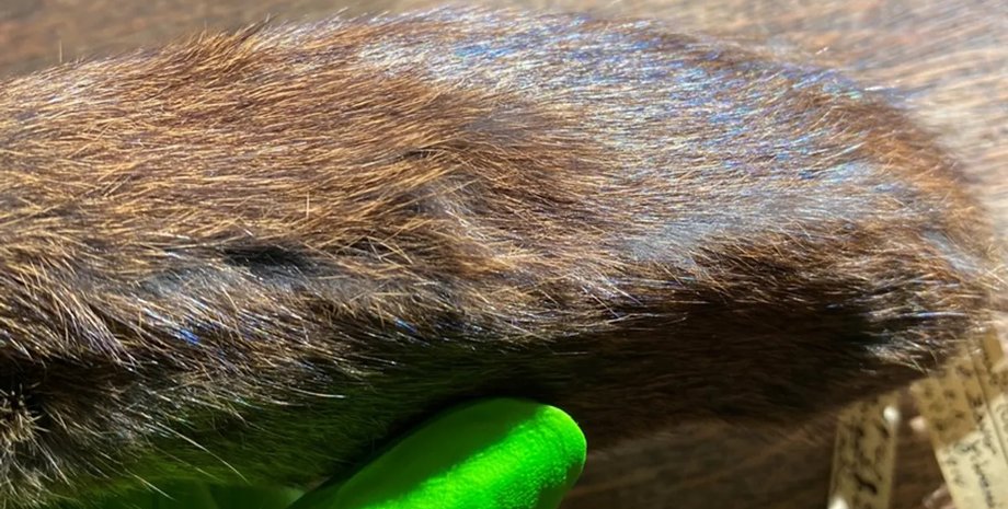 радужная шерсть животных